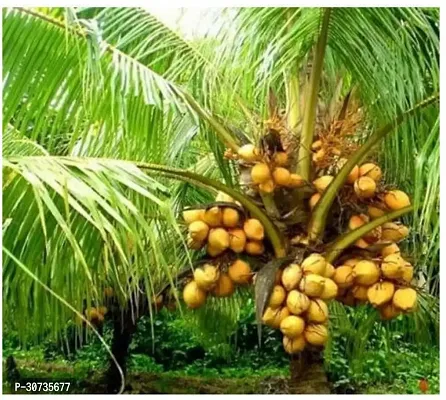 Ukanda Coconut Plant Coconut Tree Plant-thumb0