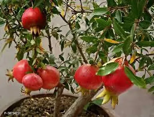 Ukanda Pomegranate Plant BEDANA PLANT TTD-thumb0