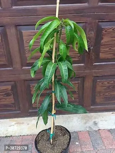 Ukanda Mango Plant SL_Mango35-thumb0