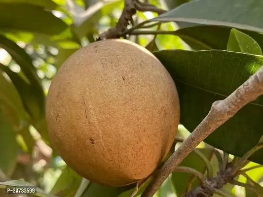 Ukanda Chiku Plant Alltime Kalapatti Chikoo Plant-thumb0