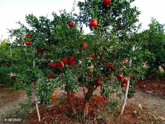 Ukanda Pomegranate Plant Pomegranate Plant 0119-thumb0