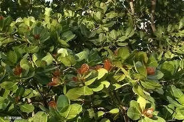 Ukanda Cashew Plant KAJU PLANT FFE1-thumb2