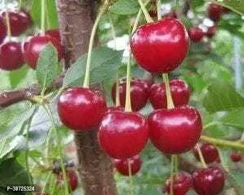 Ukanda Cherry Fruit Plant CU11-thumb0