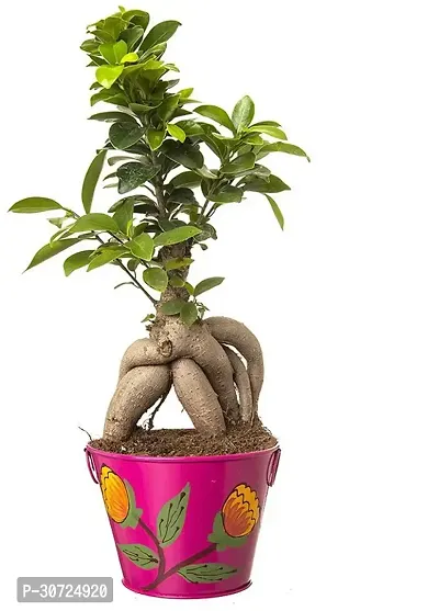 Ukanda Ficus Bonsai Plant CFGV134-thumb0