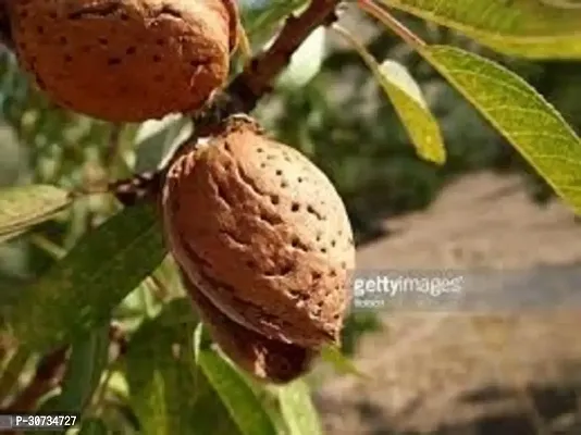 Ukanda Almond Plant Live Plant Badam Indian Almond Nattuvadumai, Vadumai Gardens Tree Rare Exotic Plants Plant(1 Healthy Live Plant)-thumb0