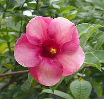 Ukanda Thunberjia Plant Pink Allamandagolden trumpet maroon flower Harkakra flower plantS-thumb1