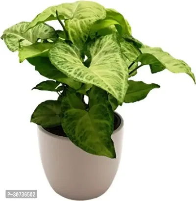 Ukanda Syngonium Plant Live Syngonium Green Indoor Decorative Air Purifier Foliage Plants-thumb0