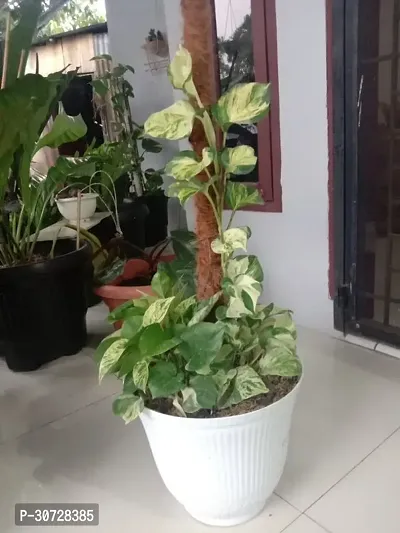 Ukanda Money Plant LiveMoney Plant-2-thumb2