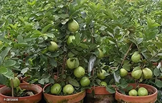 Ukanda Guava Plant Hybrid_Guava5-thumb0