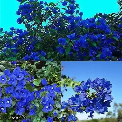 Ukanda Bougainvillea Plant Bougainvillea BGV TT-thumb0