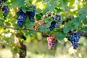 Ukanda Grapes Plant Grapes Sweet Hybrid Plant BG-3-thumb2