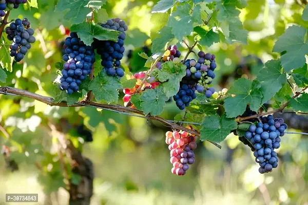 Ukanda Grapes Plant Grapes Sweet Hybrid Plant BG-3-thumb3