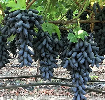 Ukanda Grapes Plant Exotic Grape Plant Moon Drops Black Grape plant 1 Healthy Vine Cutting Plant-thumb0