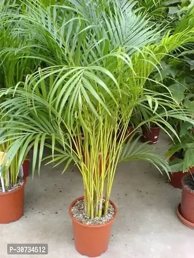 Ukanda Areca Palm AR-BPC-CB-10MAR93