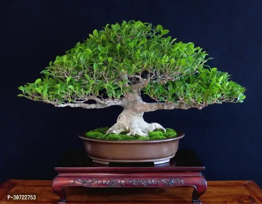 Ukanda Ficus Plant Ficus bonsai-thumb0