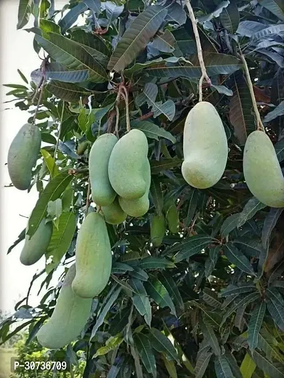 Ukanda Mango Plant Thai Banana Shaped Mango Live Plant. v11-thumb0