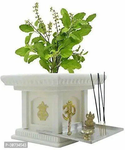 Ukanda Tulsi Plant TGltul7