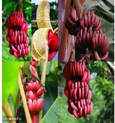 Ukanda Banana Plant PLT-223-thumb0