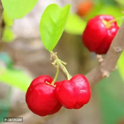 Ukanda Cherry Fruit Plant CHERRY FRUIT PLANT-C15-thumb0