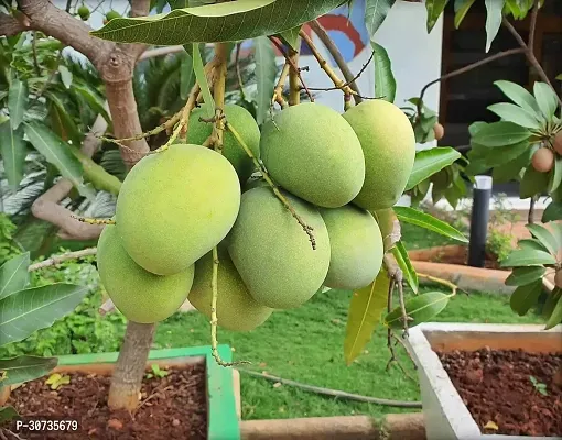 Ukanda Mango Plant Himsagar Mango Live Plant.-thumb0