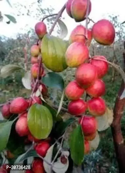 Ukanda Ber Apple Plant Kashmiri Sundari Red Apple Ber Live PlantCF0107-thumb0