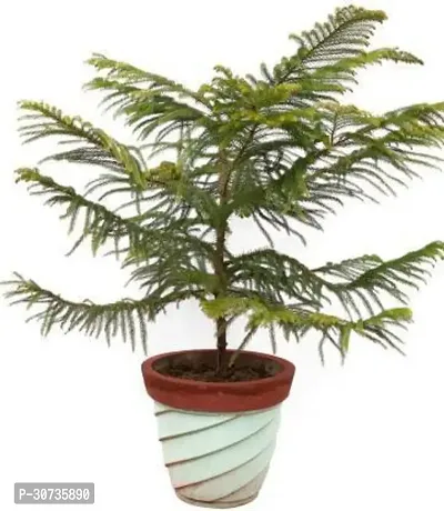 Ukanda Christmas Tree Plant Christmas Tree Plant1244-thumb0