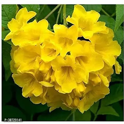 Ukanda Tecoma Plant Live TecomaTikomaGori ChoriYellow Bell Yellow Flower Plant 1 Healthy Live Plant With Plastic Bag-thumb0