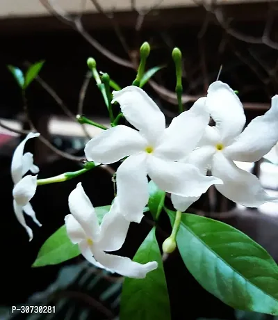 Ukanda Jasmine Plant Jasmine Crepe Jasmine Chinese Tagor Night Blooming Jasmine Plant Disha-00076111-thumb0