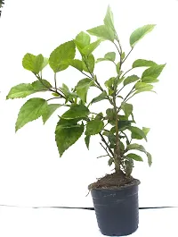 Ukanda Hibiscus Plant HebiscusGudhal Live Plant (Included Pot)-thumb1