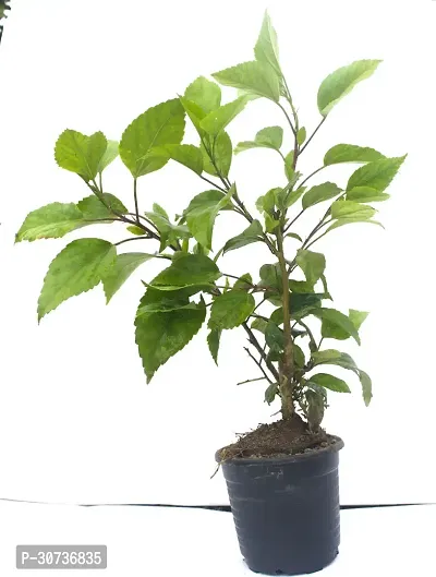 Ukanda Hibiscus Plant HebiscusGudhal Live Plant (Included Pot)-thumb2