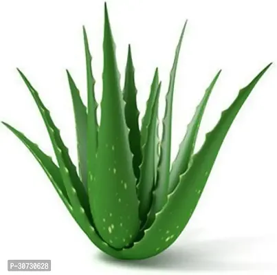 Ukanda Aloe Vera Plant WG-2-1-1-Plant-116-thumb0