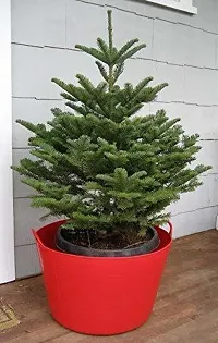 Ukanda Christmas Tree Plant XMASa34-thumb1