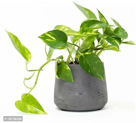 Ukanda Money Plant GREEN-SHADE MONEY PLANT-thumb0