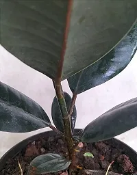 Ukanda Rubber Tree Rubber Plant Tree, Rubber Plant Ficus elastica (Small) - Plant Garden Live Plant Nursery Indoor Outdoor Living Plants-thumb1