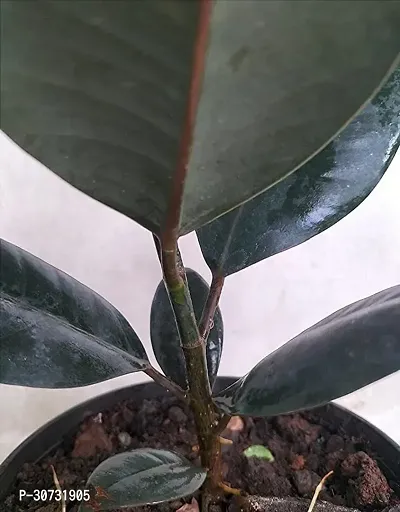 Ukanda Rubber Tree Rubber Plant Tree, Rubber Plant Ficus elastica (Small) - Plant Garden Live Plant Nursery Indoor Outdoor Living Plants-thumb2