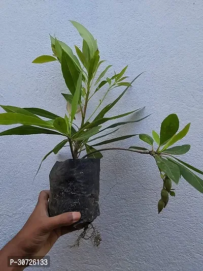 Ukanda Rudraksha Plant VBB189-thumb0