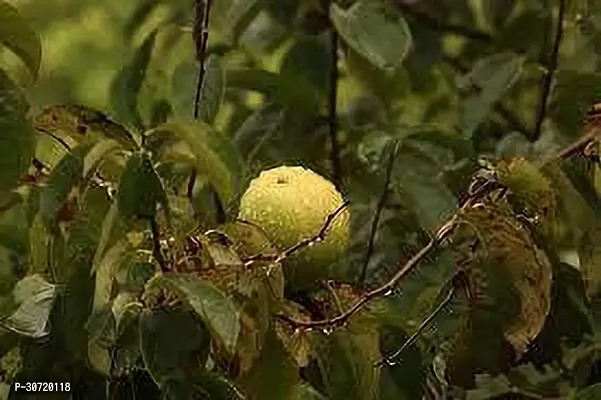 Ukanda Guava Plant GUAVA PLANT O55-thumb0