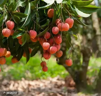 Ukanda Litchi Plant Latchi Fruit Plant-thumb0