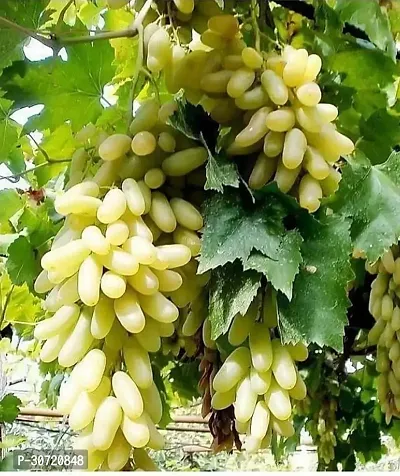 Ukanda Grapes Plant Grapes Plant-thumb0