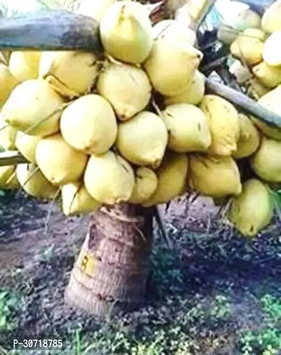 Ukanda Coconut Plant Live Coconut Mekong Delta Vietnam Green Dwarf Plant Vietnam Coconut Tree Plant-thumb0