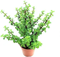 Ukanda Jade Plant RAHART01-thumb1