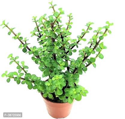 Ukanda Jade Plant RAHART01-thumb2