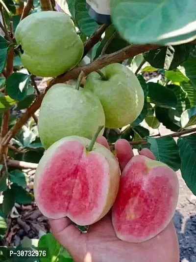 Ukanda Guava Plant Taiwan Pink Amrud Plant Guava Fruit Tree For Outdoor Garden (1 Healthy Live Air layeredGrafted Plant ) ( Set Of 1 )-thumb0