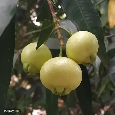 Ukanda Jamun Plant Syzygium Rose Water Apple Wax Apple Java rose appleJamrul Fruit Live PlantCF2011-thumb0