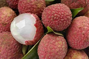 Ukanda Litchi Plant Sweet Litchi 1.5ft HealthyFresh Short Time Fruit Plant with Polly Bags-thumb2