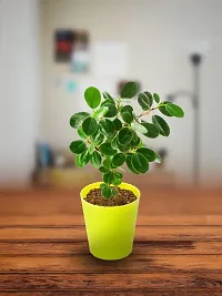 Ukanda Ficus Plant Ficus Plant with Pot-thumb2