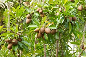 Ukanda Chiku Plant Live Fruit Plant Manilkara Zapota,Sapodilla, Sapota, chikoo, Chico, Naseberry, or Nispero Sapota Chikoo SapotaChikoo Healthy (Thailand Variety) for Home and Outdoor Garden01-thumb1