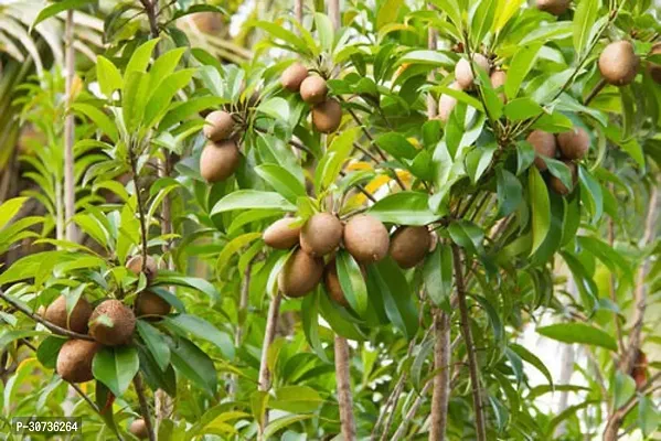 Ukanda Chiku Plant Live Fruit Plant Manilkara Zapota,Sapodilla, Sapota, chikoo, Chico, Naseberry, or Nispero Sapota Chikoo SapotaChikoo Healthy (Thailand Variety) for Home and Outdoor Garden01-thumb2