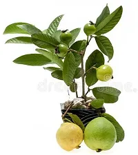 Ukanda Guava Plant Guava Plants (Hybrid Pack Of 1)-thumb1