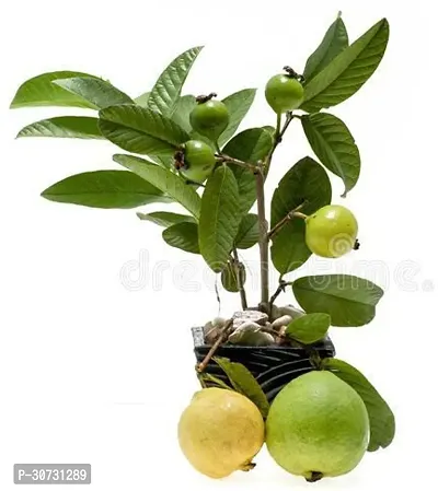 Ukanda Guava Plant Guava Plants (Hybrid Pack Of 1)-thumb2